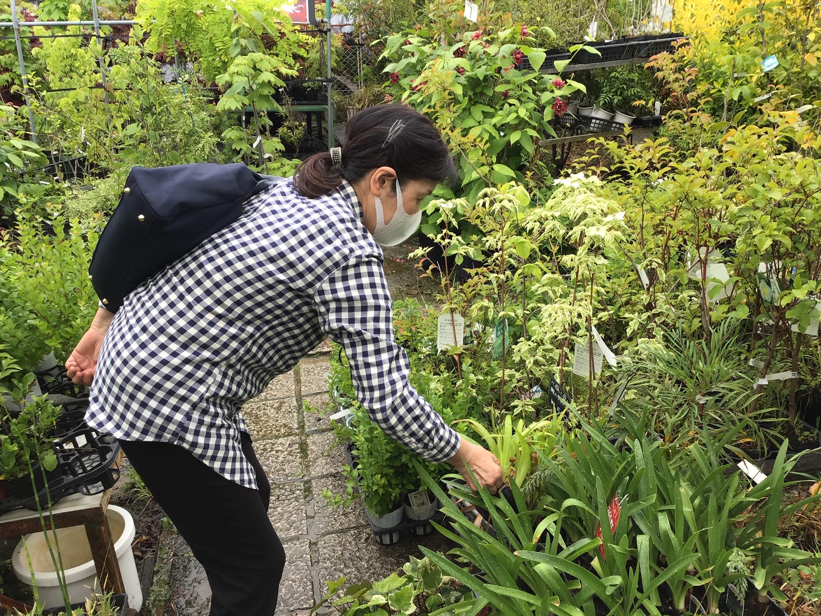 園芸と自然薯とろろ 自然薯王国
